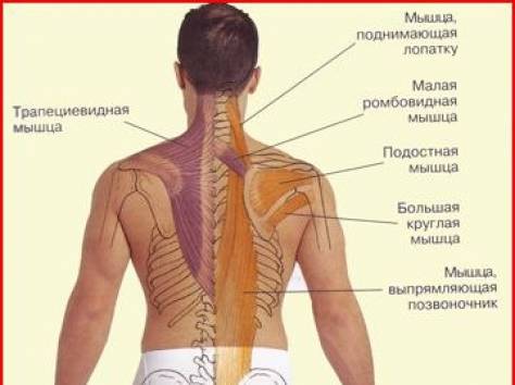 Где находятся лопатки фото