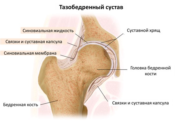 Как лечить тазобедренный сустав народная медицина Как лечить тазобедренный сустав народная медицина