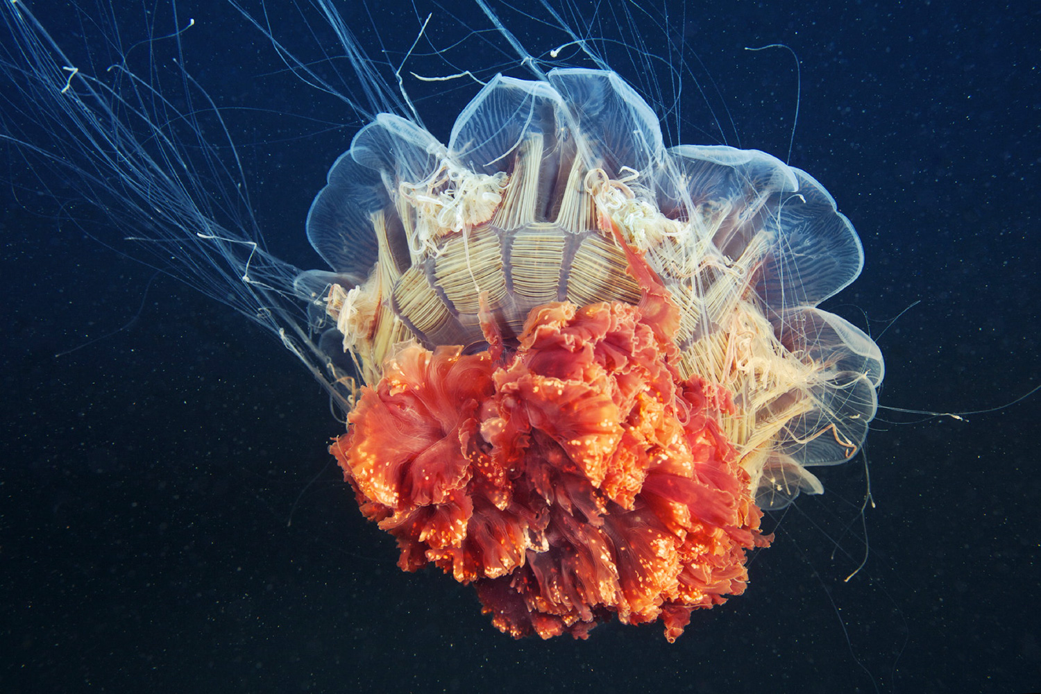 Cyanea  capillata (Lion's mane jellyfish) in the White sea