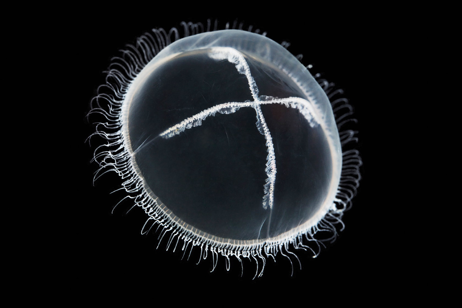 Hydrozoan jellyfish Cuspidella