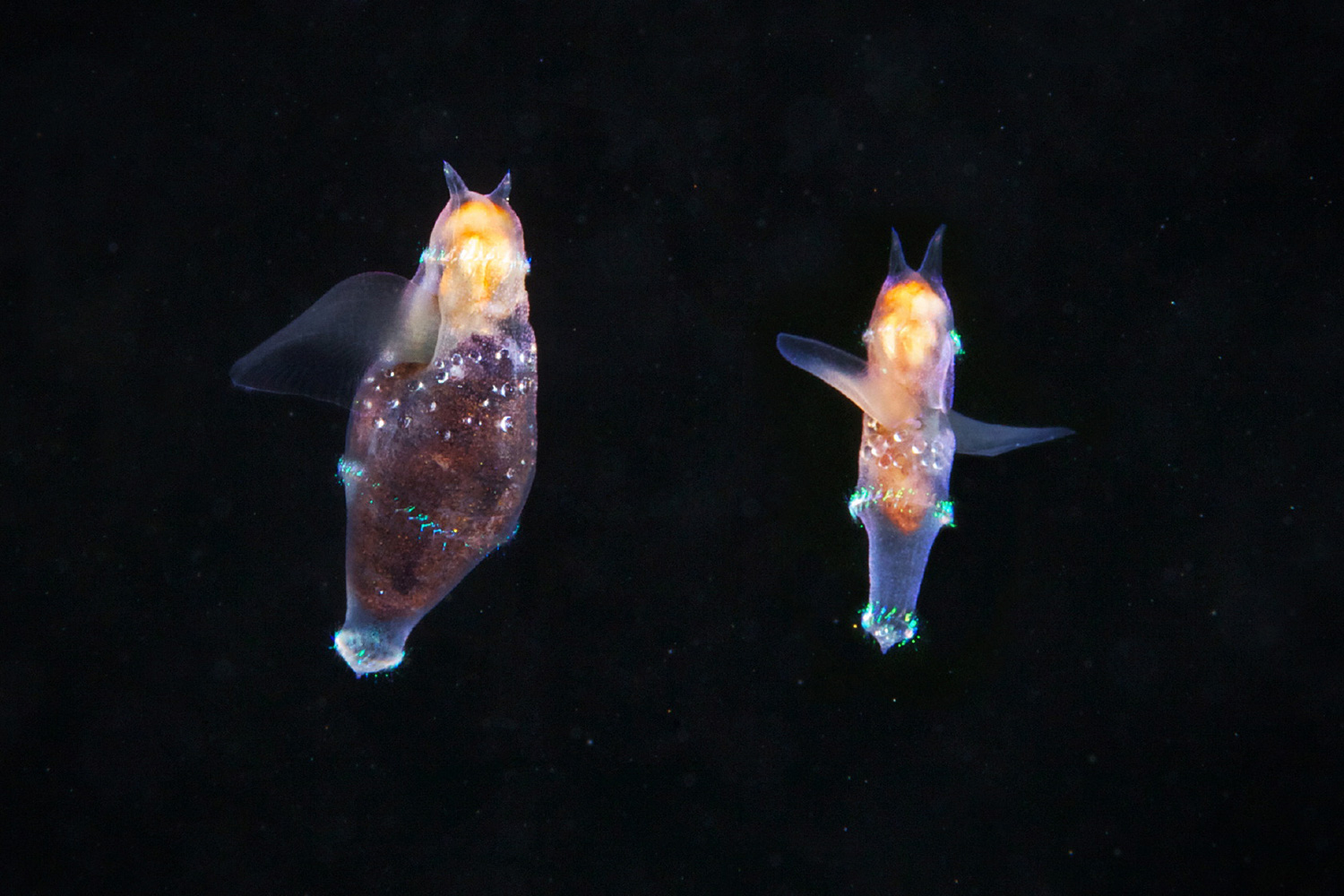 Pteropod mollusk Clione limacina juveniles