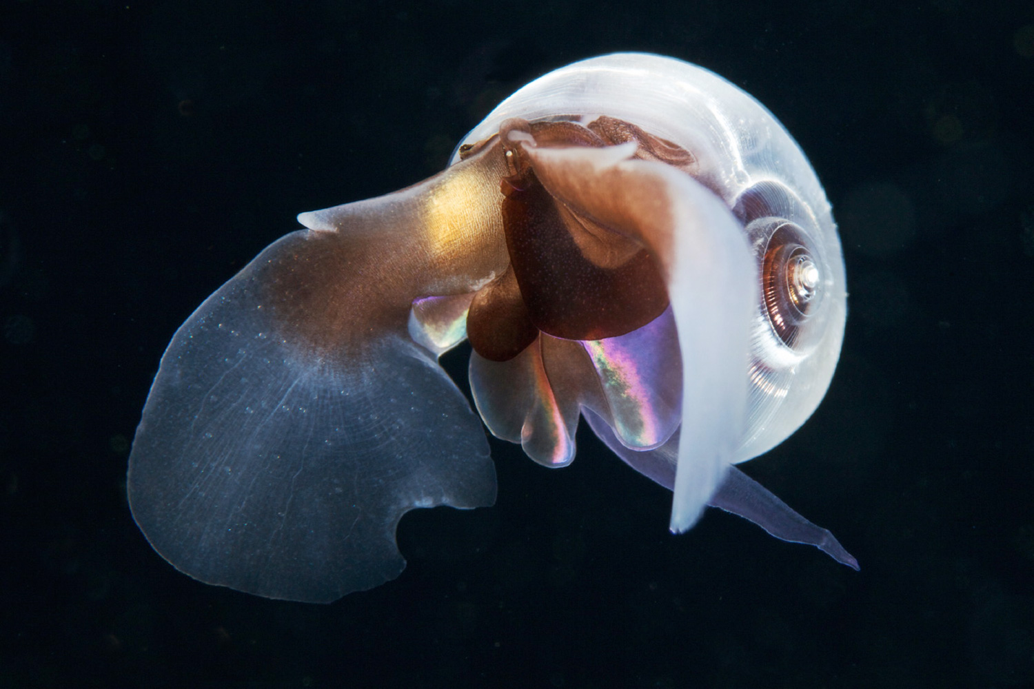Pteropod mollusk Limacina helicina