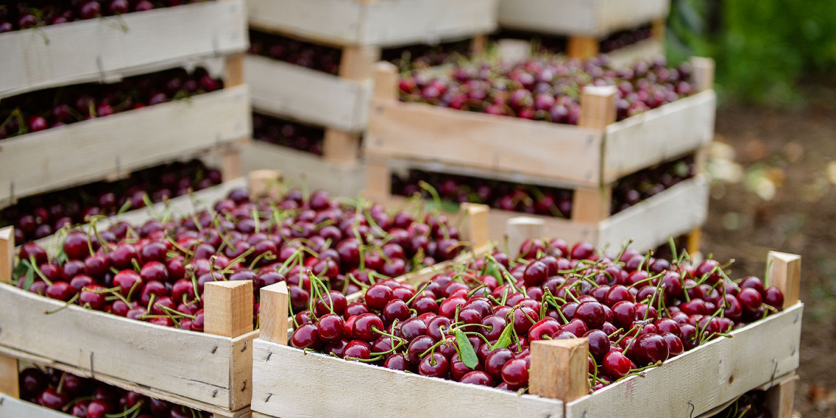 Крапива, липецкая ежевика и армянские абрикосы шалах: что покупать на рынке этим летом?