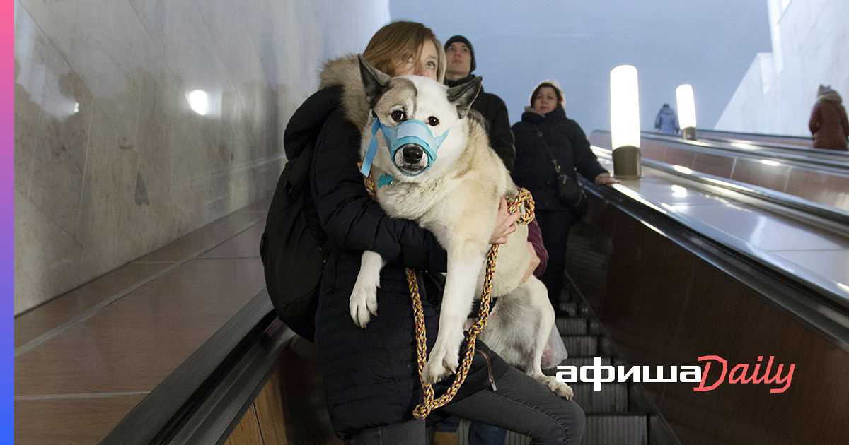 Правила провоза собак в метро. Собака в метро. Собаки в Московском метро. Провоз собак в метро. Собака в сумке в метро.