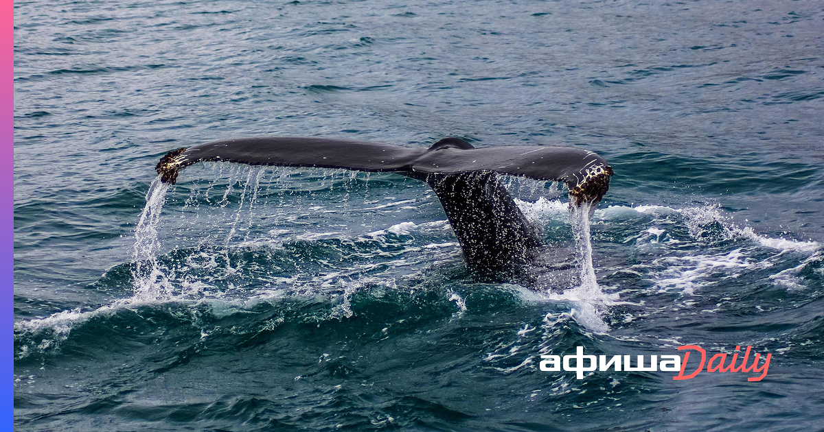 охота на китов в норвегии