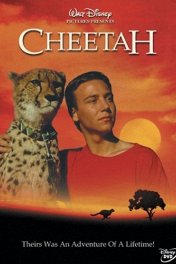 Гепард / Cheetah