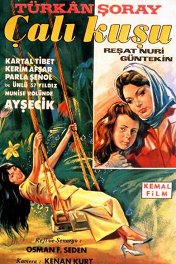 Королек — птичка певчая / Çalikusu