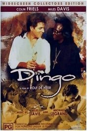 Динго / Dingo