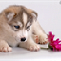 Фото Husky