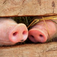 Фото twinpigs
