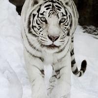 Выставка о чем говорят символы. fa3b57aa750b4ad2b8f34cccd973d271. Выставка о чем говорят символы фото. Выставка о чем говорят символы-fa3b57aa750b4ad2b8f34cccd973d271. картинка Выставка о чем говорят символы. картинка fa3b57aa750b4ad2b8f34cccd973d271. Выставка рассказывает об универсальных символах человечества и их актуальности для современного человека.