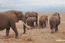 Слоны-пигмеи острова Борнео – афиша