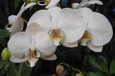 Зимний фестиваль орхидей – афиша
