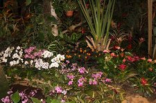 II Зимний фестиваль орхидей – афиша