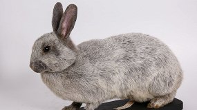 Укрощение строптивых