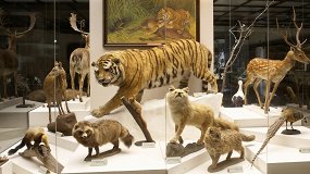 Зоогеография