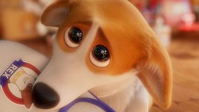 Сколько корги вы спасете за 90 секунд? Тест «Афиши Daily»