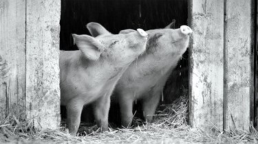 Мировое порно со свиньями, кабаны тоже любят зоо секс