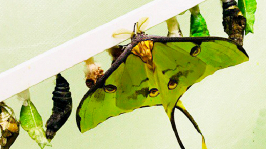 Выставка бабочек. Ферма бабочек. Выставка тропических бабочек. Выставка бабочек плакат.
