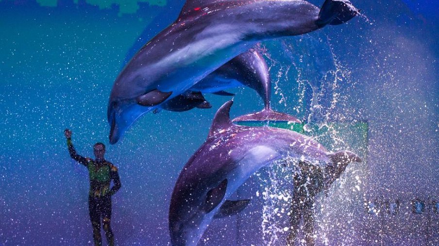 Созвездие дельфиниус – афиша