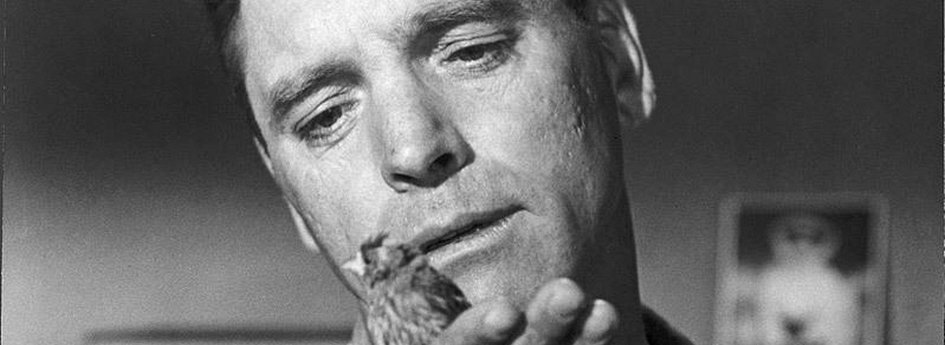 Кино: «Любитель птиц из Алькатраса» Кино: «Любитель птиц из Алькатраса»