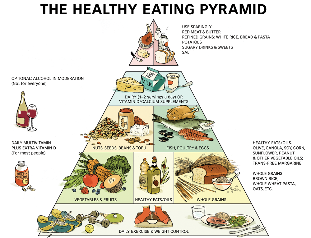 food pyramid essay